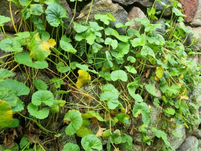 Daun piduh-piduh