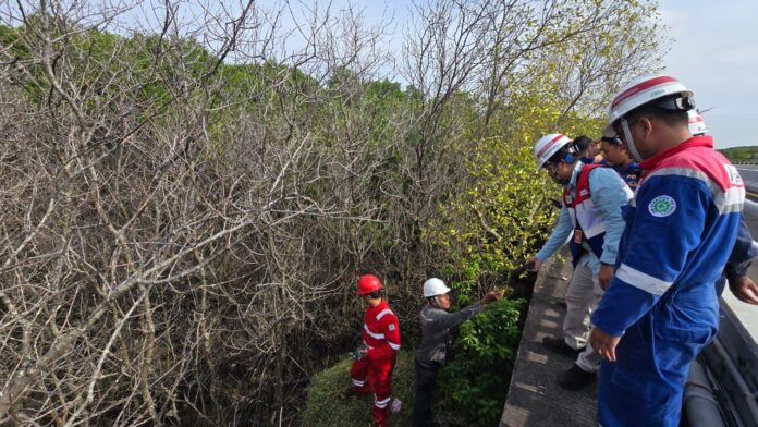 Mangrove Benoa mati mendadak