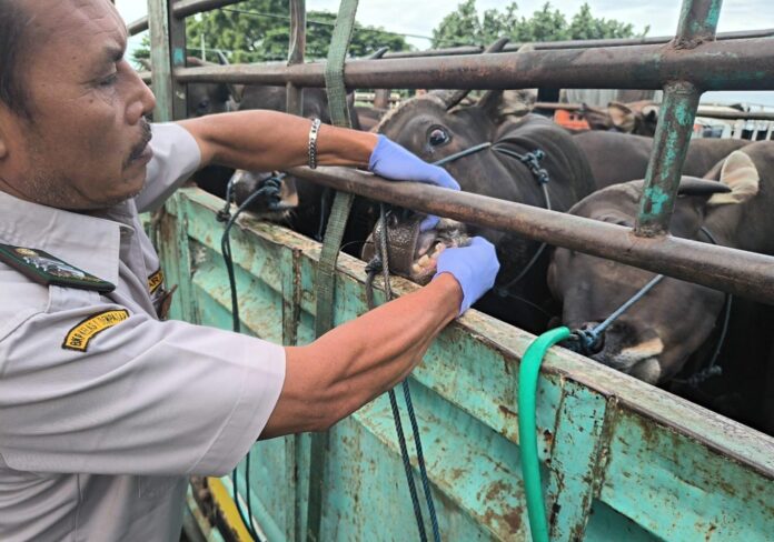 Karantina sapi