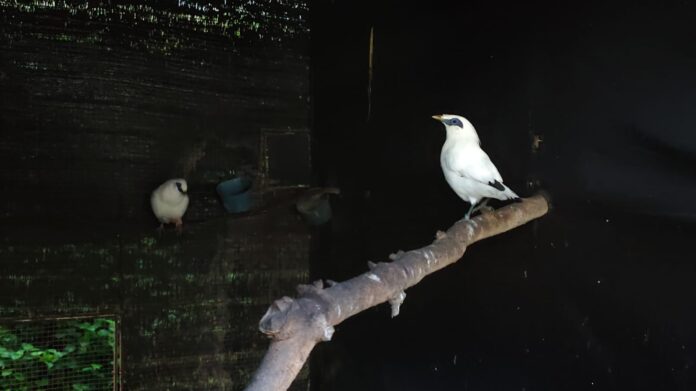 Curik Bali dilepasliarkan