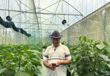 Paprika Organik Kian Berkembang, BRI Dorong Petani Naik Kelas Paprika