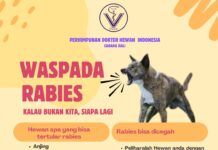 Kuta Selatan Masih Rawan Rabies Rabies