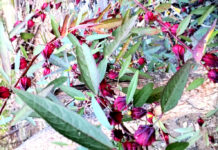 Manfaat Bunga Rosella yang Jarang Diketahui Manfaat bunga rosella