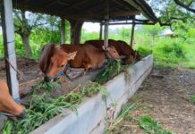 Sapi Bali Fluktuatif, Pengaturan Kuota Pengeluaran Dijaga Ketat Sapi Bali