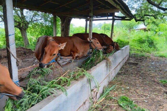 Sapi Bali