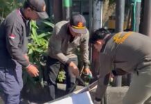 Satpol PP Denpasar Sapu Bersih 139 Media Promosi Liar Satpol PP Denpasar