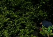 Viral Buang Sampah di Kawasan Mangrove, Penjual Ayam Geprek di Nusa Dua Kena Denda Adat Rp500 Ribu Sampah mangrove
