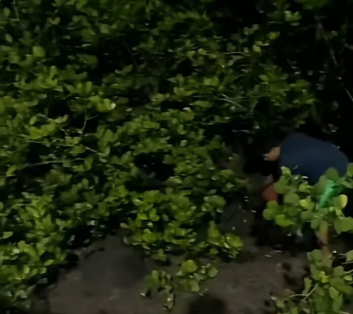 Sampah mangrove