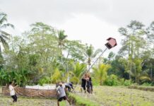 Petani Kedisan Dapat Dukungan Pertanian Berkelanjutan Kedisan