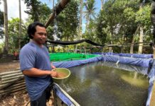 KUR BRI Perkuat Usaha Pembibitan Lele di Badung, Produksi Tembus Ratusan Ribu Ekor per Siklus KUR BRI