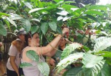 Petik Merah dan Honey Process, Inovasi Kopi Robusta Pupuan yang Tingkatkan Nilai Jual Hasil Panen Kopi robusta Pupuan