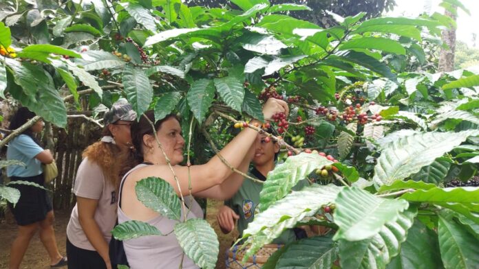 Kopi robusta Pupuan