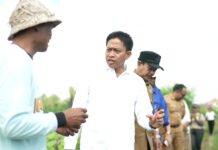 Disperpa Badung Segera Tanam Cabai di Lahan 42 Hektare, Target Produksi 420 Ton Cabai di Badung