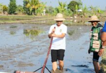 Badung Modernisasi Pertanian Melalui Metode PMAAS, Bupati Adi Arnawa Targetkan Produktivitas Padi Tembus 12 Ton Per Hektare Modernisasi pertanian