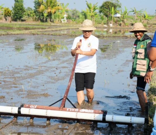 Badung Modernisasi Pertanian Melalui Metode PMAAS, Bupati Adi Arnawa Targetkan Produktivitas Padi Tembus 12 Ton Per Hektare Modernisasi pertanian