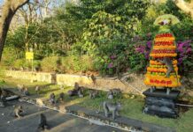 Populasi Monyet Uluwatu Capai 650 Ekor, Feeding hingga Cek Kesehatan Jadi Agenda Rutin Monyet Uluwatu