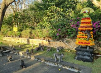 Populasi Monyet Uluwatu Capai 650 Ekor, Feeding hingga Cek Kesehatan Jadi Agenda Rutin Monyet Uluwatu