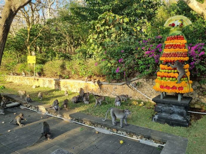 Monyet Uluwatu