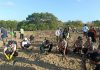 Perkuat Mitigasi Bencana Pesisir, Pramuka Kwarcab Badung Tanam Mangrove di Pulau Pudut Pramuka Kwarcab Badung