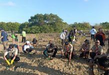 Perkuat Mitigasi Bencana Pesisir, Pramuka Kwarcab Badung Tanam Mangrove di Pulau Pudut Pramuka Kwarcab Badung