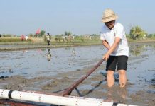 Pendaftaran Asuransi Tani Padi di Badung Baru Sentuh 1.900 Hektare Asuransi tani padi