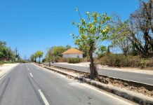 Bougenville Merah akan Hiasi Median Jalan Nusa Dua Selatan Jalan Nusa Dua selatan