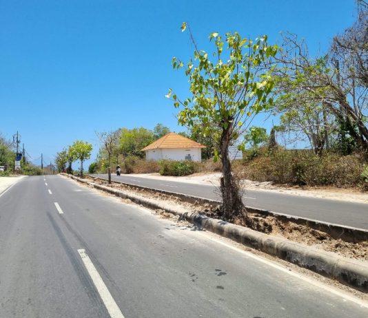Bougenville Merah akan Hiasi Median Jalan Nusa Dua Selatan Jalan Nusa Dua selatan